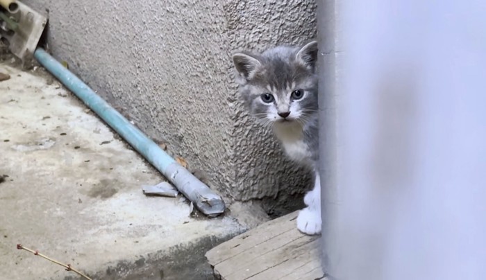 この子猫を保護したいところだが…