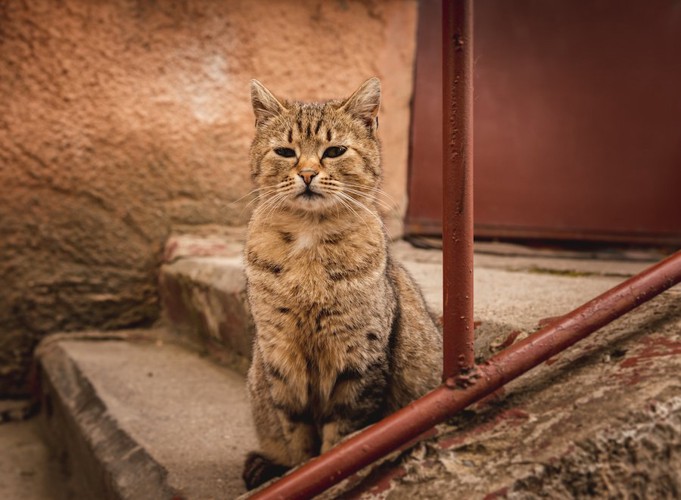 階段の途中で座る猫