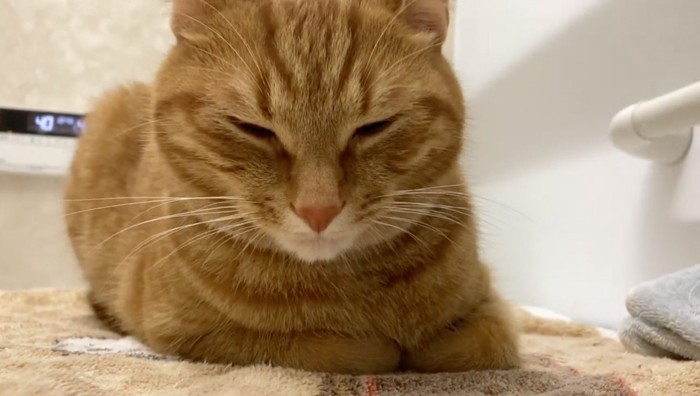 もちくんの紹介写真