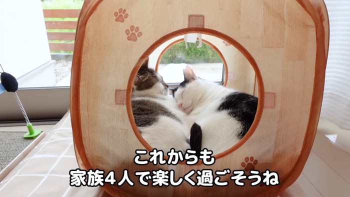 ハウスの中で寝る2ひきの猫