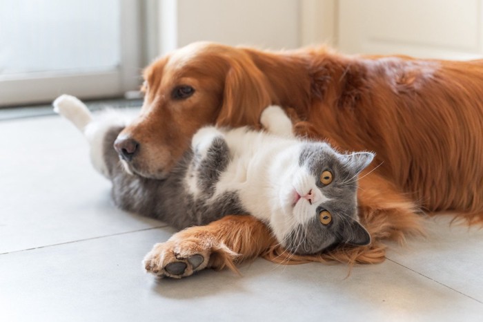 フローリングで寛ぐ猫