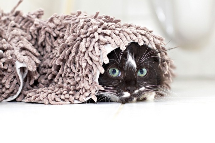 マットの下から顔を出している猫