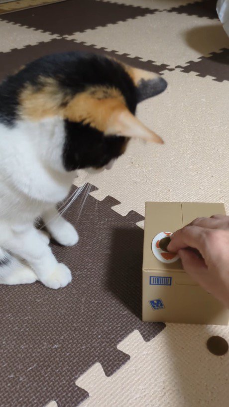 飼い主がダンボール型の貯金箱の上にセットしたお金を見つめる猫