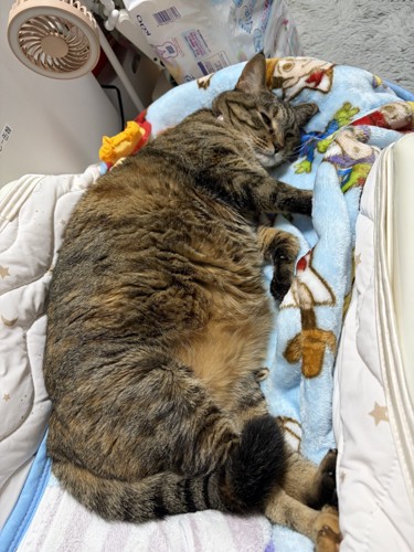 横になる猫