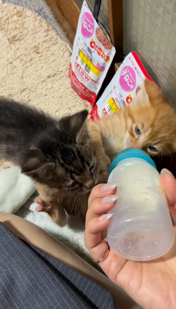 ミルクを飲む子猫と哺乳瓶に近づく子猫