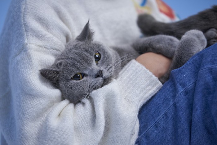 飼い主の膝の上で寛ぐグレーの猫