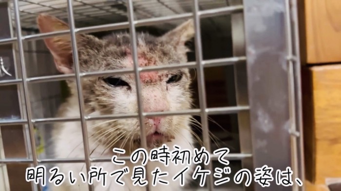 ケージの中に保護されたボロボロの野良猫