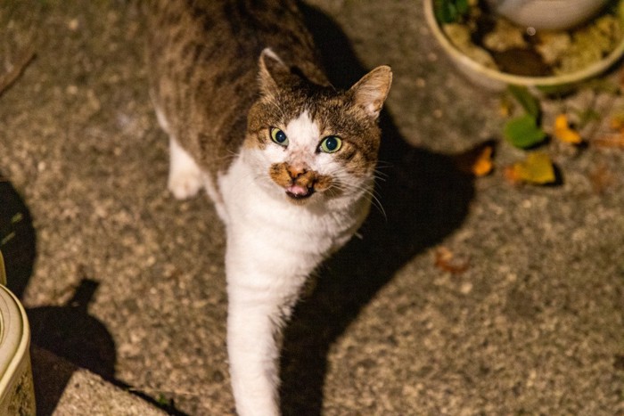 威嚇する野良猫