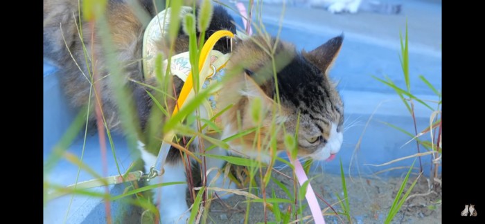 食べる