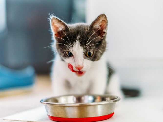 おいしそうに食べる猫