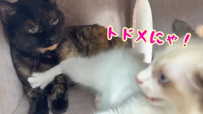 トドメにゃ!
