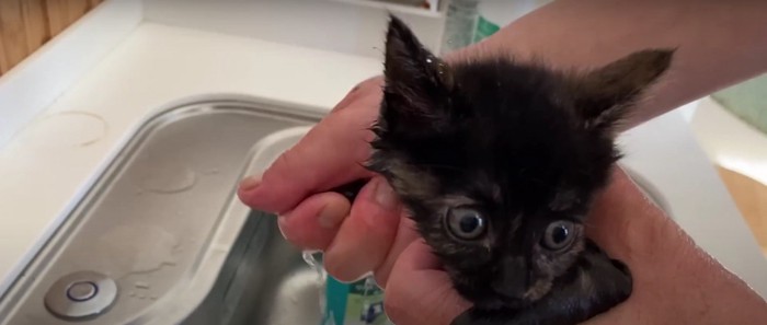 洗われている子猫%%気持ちいのかな?