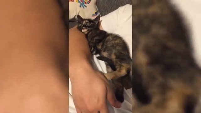 男性のお腹の上で寝る子猫