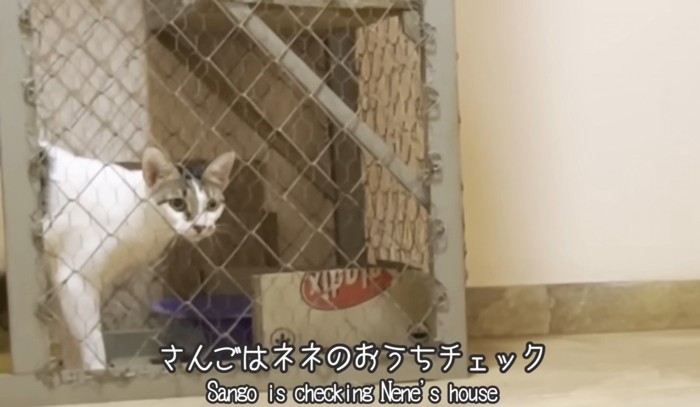 ケージの中の猫