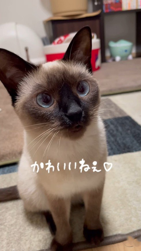 「かわいいねぇ」と声を掛ける飼い主