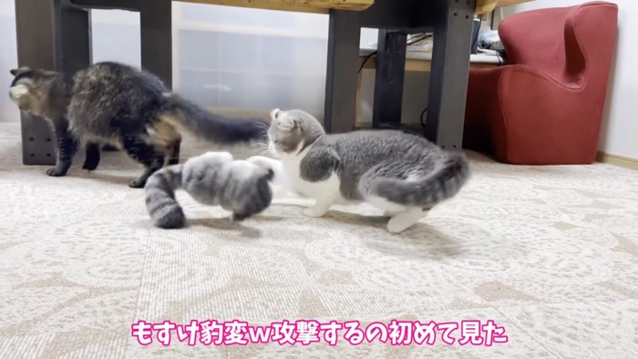 パンチする猫