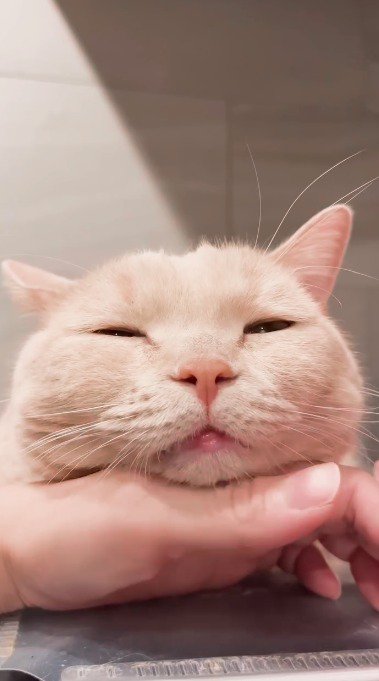 飼い主の手の上にあごを乗せる猫