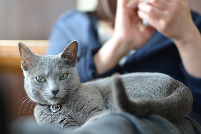 人のひざの上に乗るグレーの猫