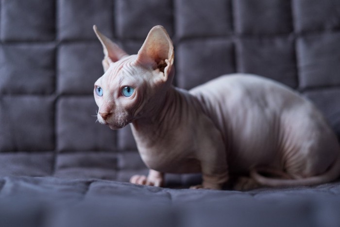 ソファの上のバンビーノ猫