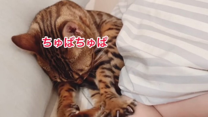 後ろ足を吸う猫