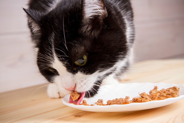 食事をする高齢猫