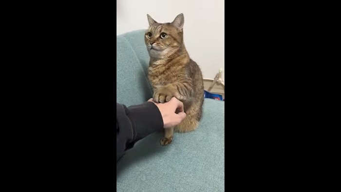 飼い主さんを見つめて