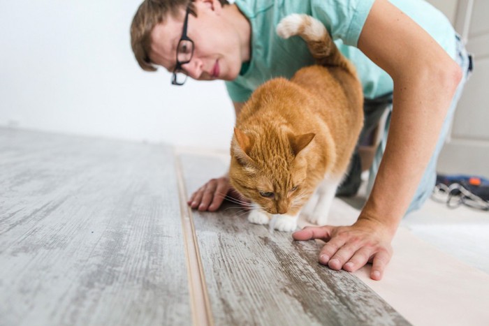 男性とメジャーではかる猫