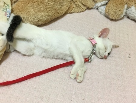 リードをつけたまま布団で眠る子猫