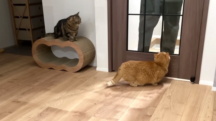 待つ猫