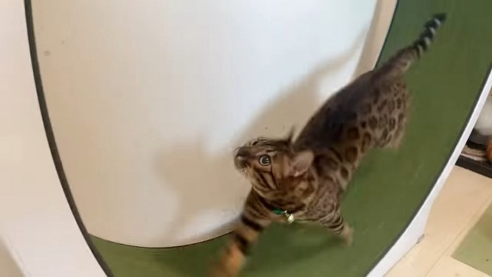 走る猫