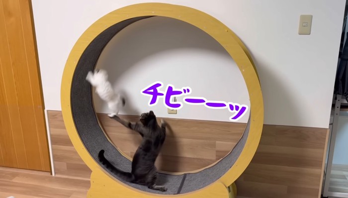 チビーーッ