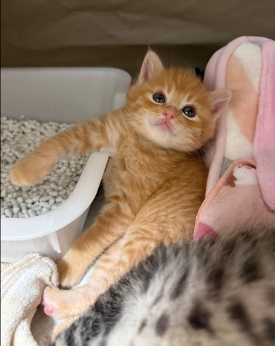片足をトイレにかける猫