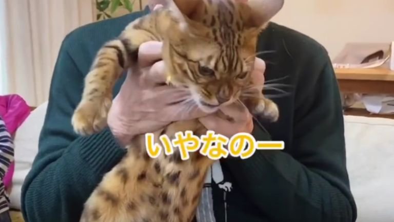 男性に抱きあげられている猫