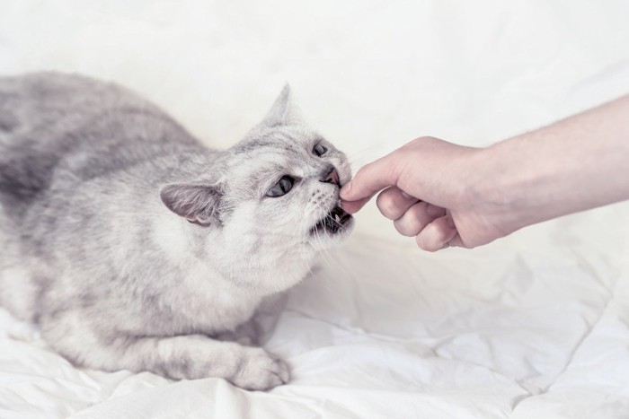 手から食べる猫