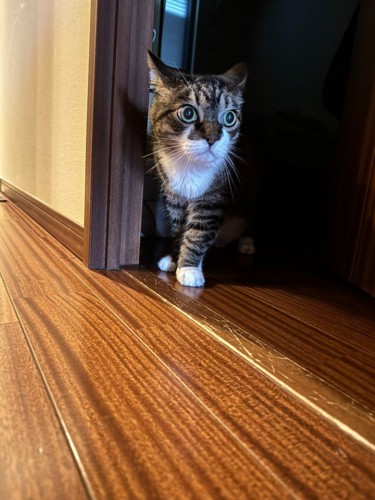 目を見開く猫