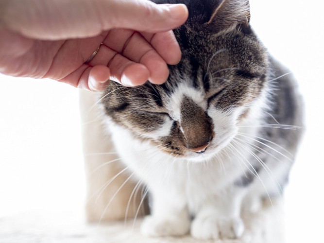 キャットタワーの上で頭を撫でられる猫