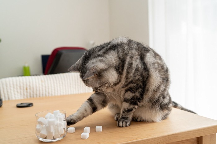 テーブルの上の角砂糖を散らかす猫