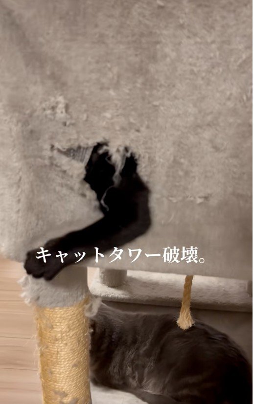 穴から腕を出している猫