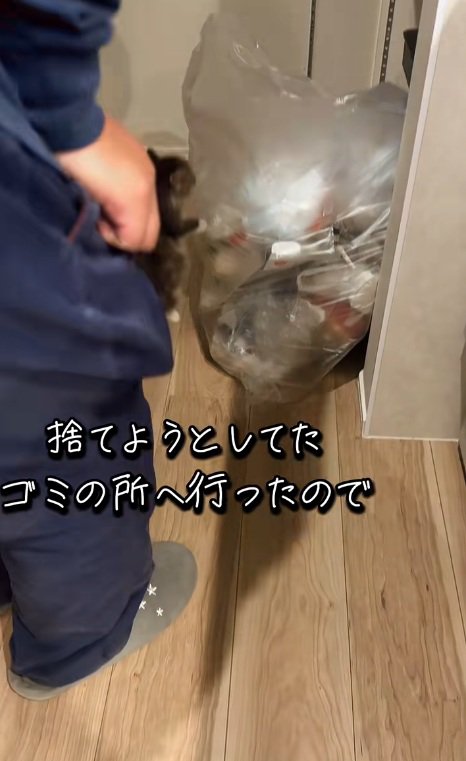 ごみを見ている子猫と飼い主