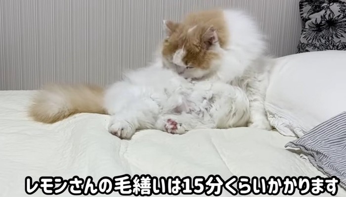 毛繕いをする猫