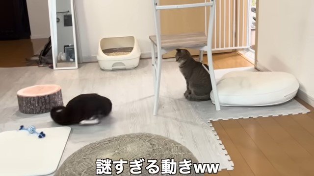 猫の前で背中を見せる猫