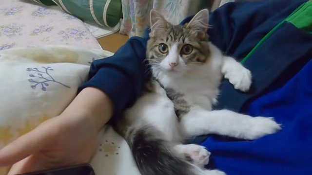 女性に抱かれる猫