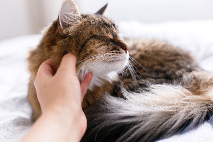 猫に触れる飼い主