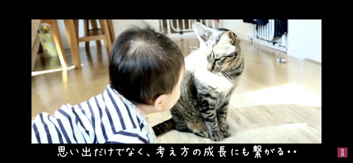 見つめ合う猫と赤ちゃん