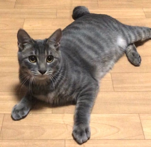寝そべる子猫