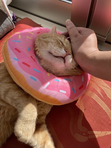 撫でられる猫