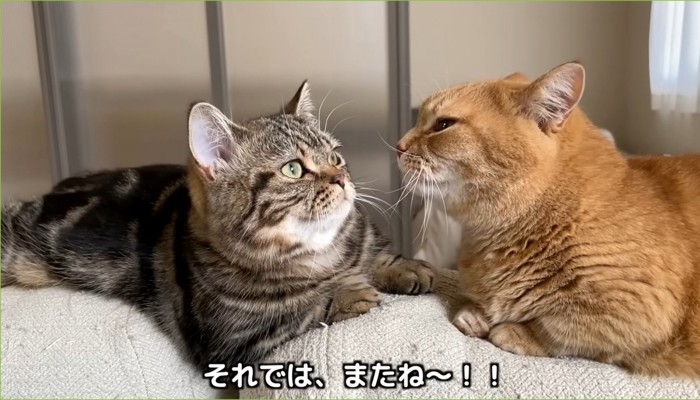 見つめ合う猫2匹