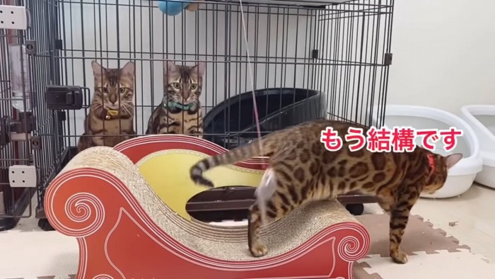 爪とぎから降りる猫