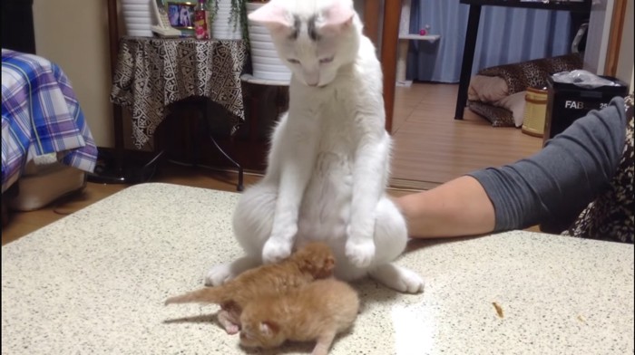 子猫を見る猫