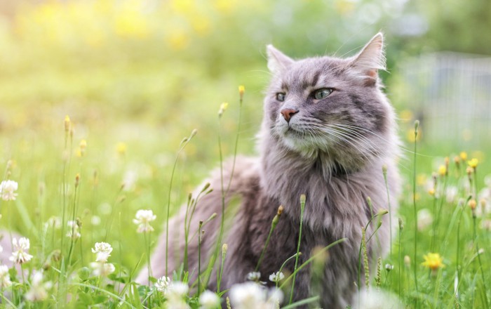 草むらの中にいる長毛猫